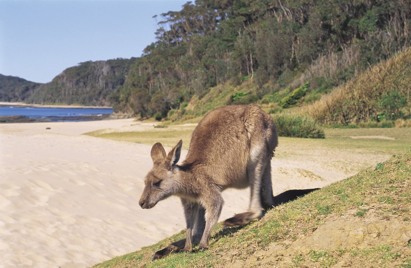 Kangaroo, Pebbly Beach