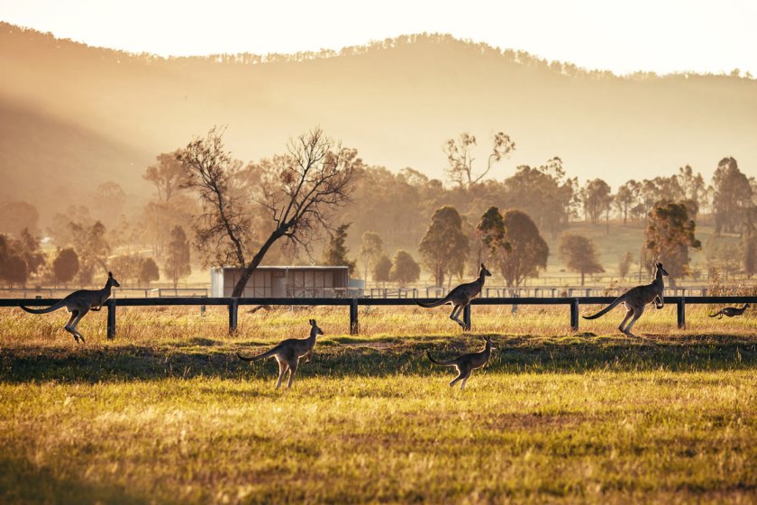 Yuktravel-Hunter-Valley-Paket-Tur-1